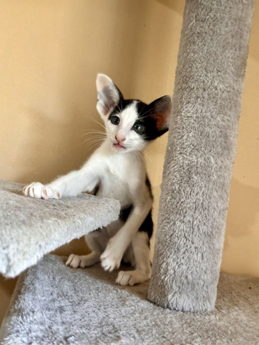 Czarno-biała koteczka orientalna Bianca