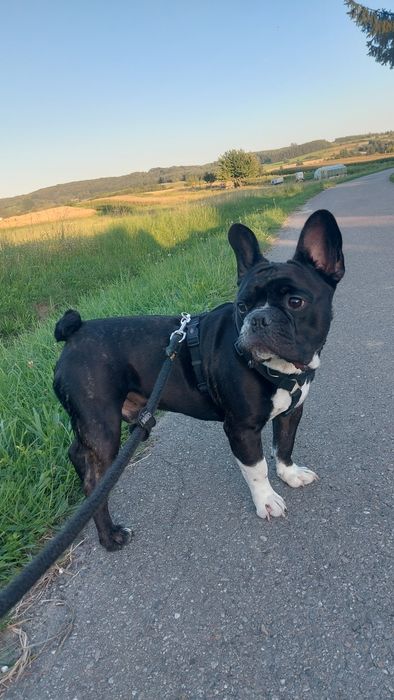 Buldog francuski