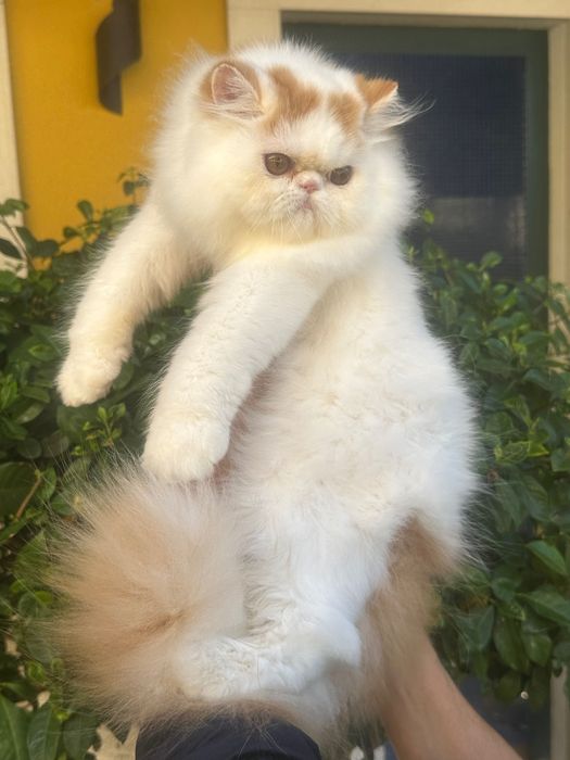 Gato Persa Arlequim Vermelho