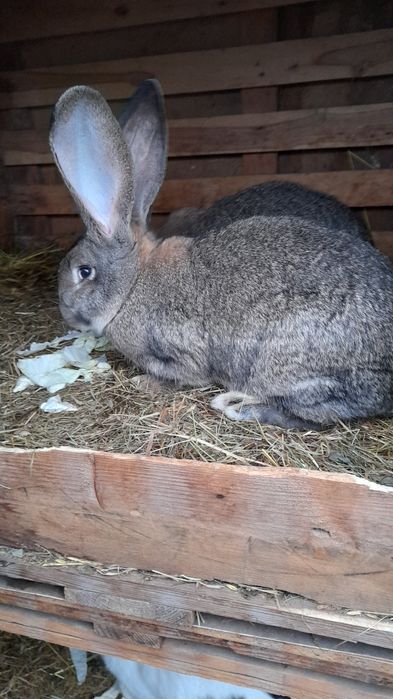 Olbrzym belgijski młode