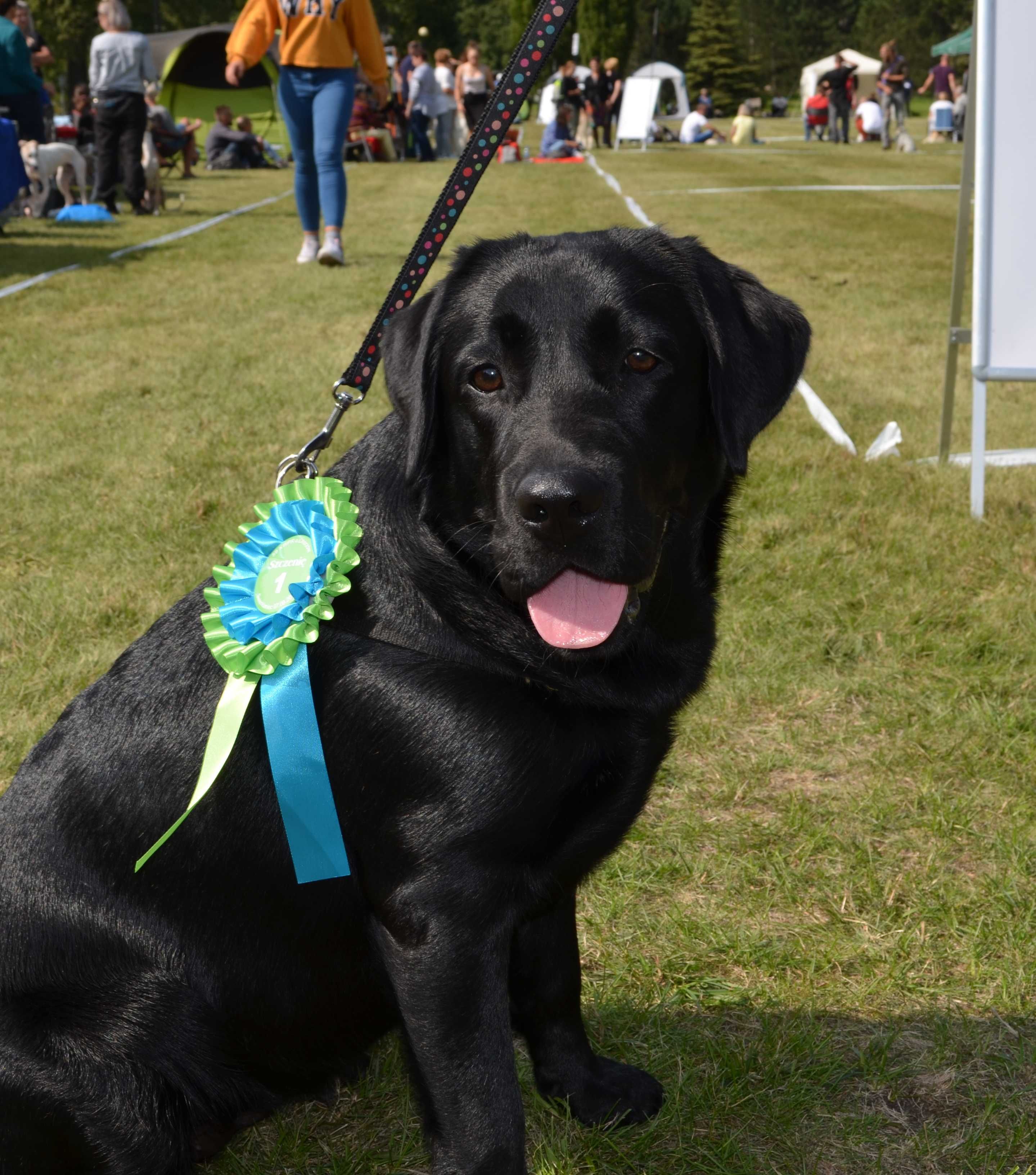 Labrador Retriever szczeniak ZKwP FCI /Ojciec Champion Polski