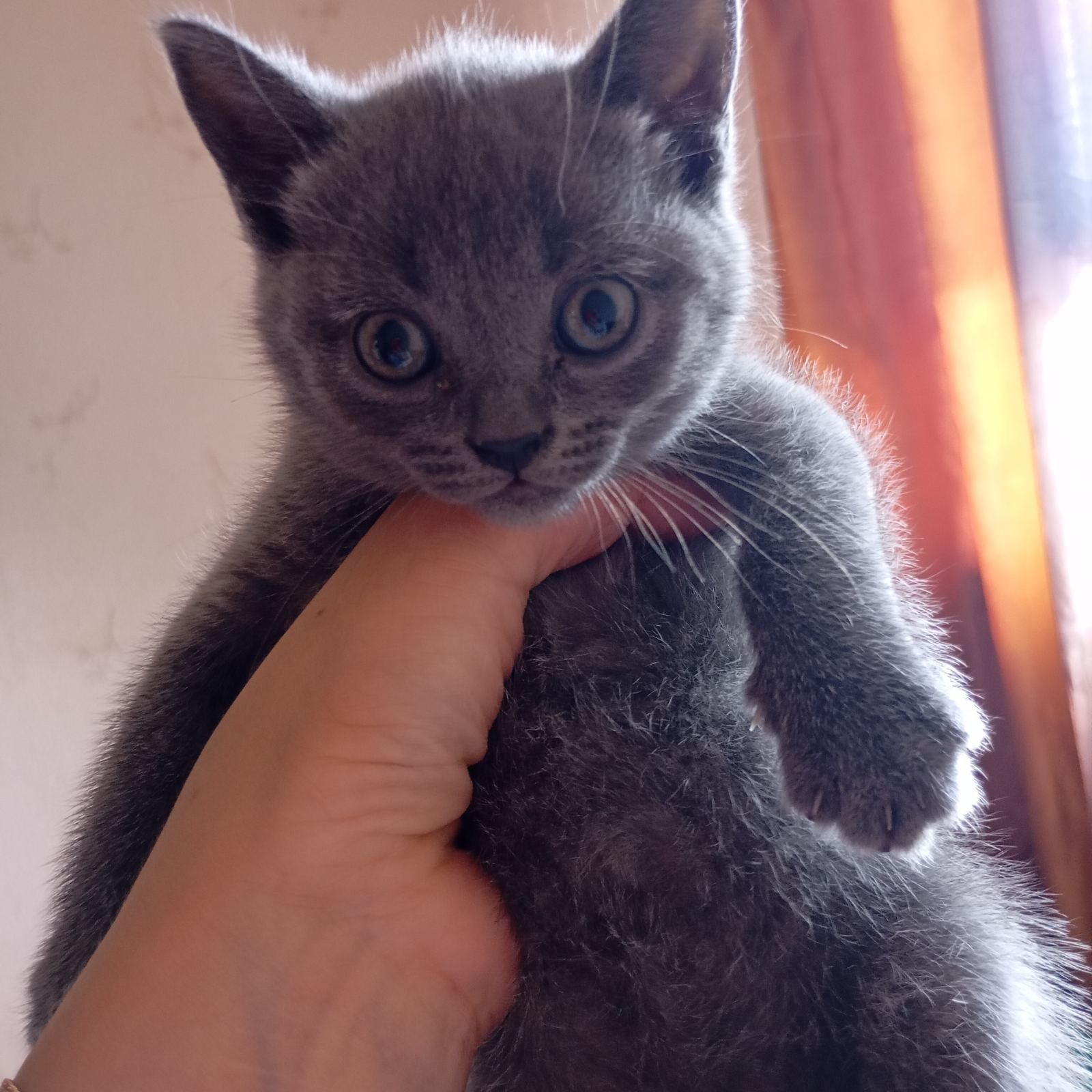 Кошенята чекають вас