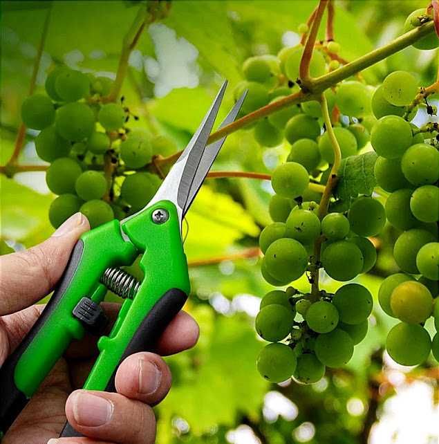 Ножиці садові для квітів і рослин Ножницы садовые для винограда цветов