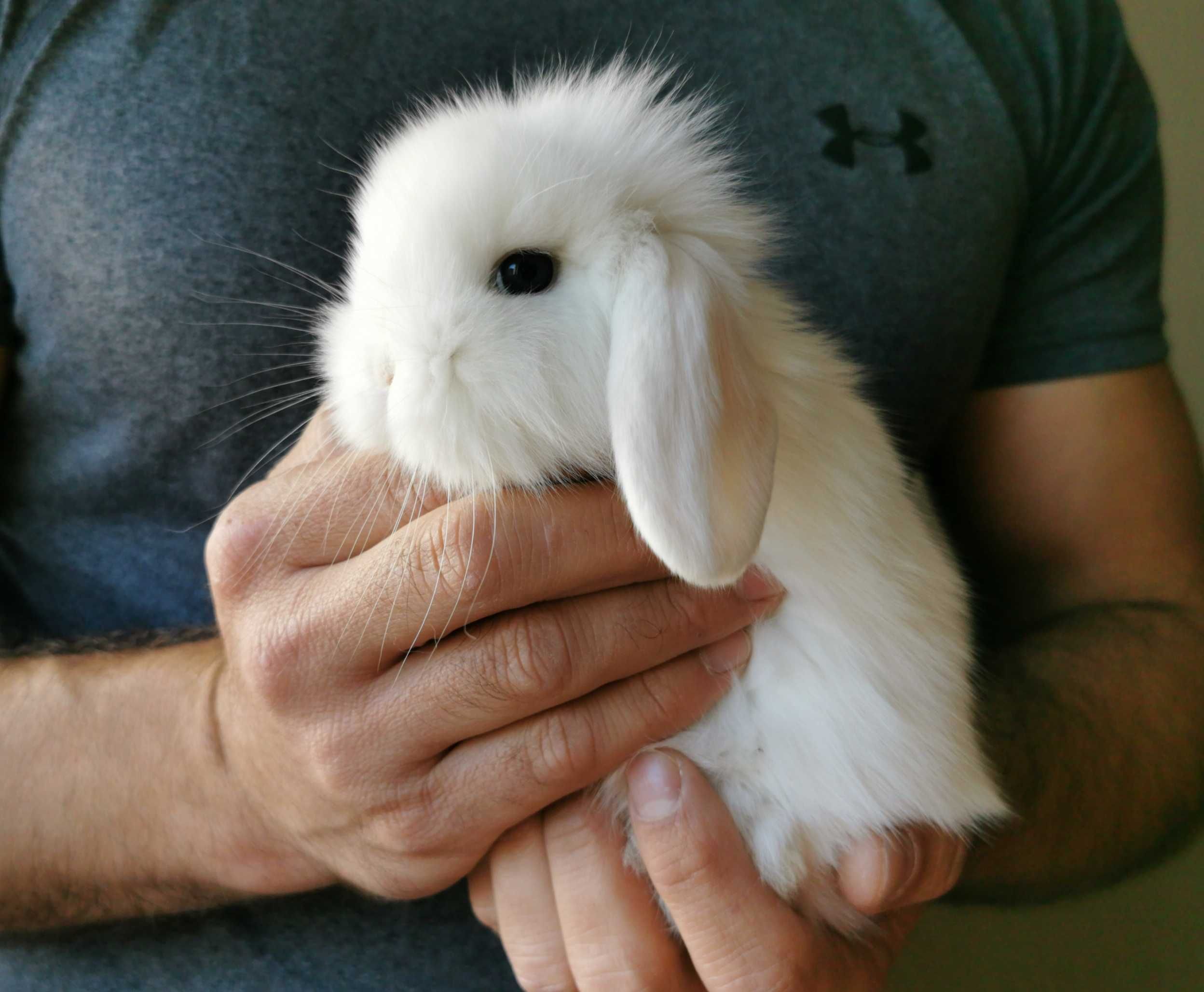 KIT Coelhos anões mini lop(orelhudos) super dóceis