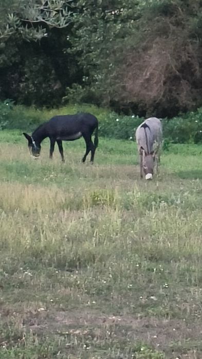 Macho de Burro anões