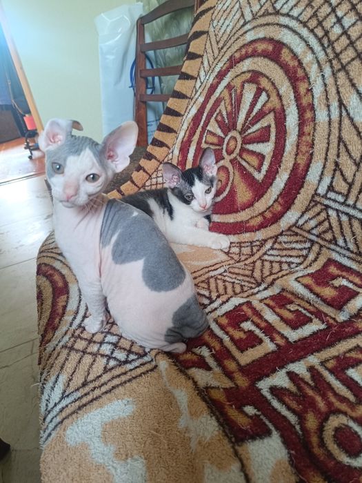 Котята Донського сфінкса.