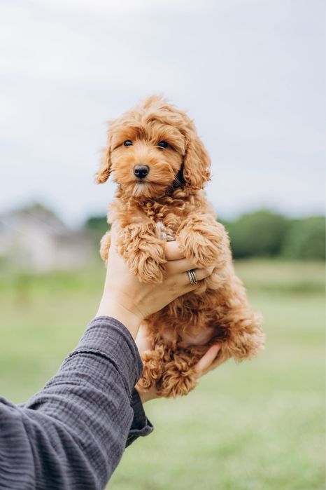 Хлопчик мальтіпу 3 місяці
