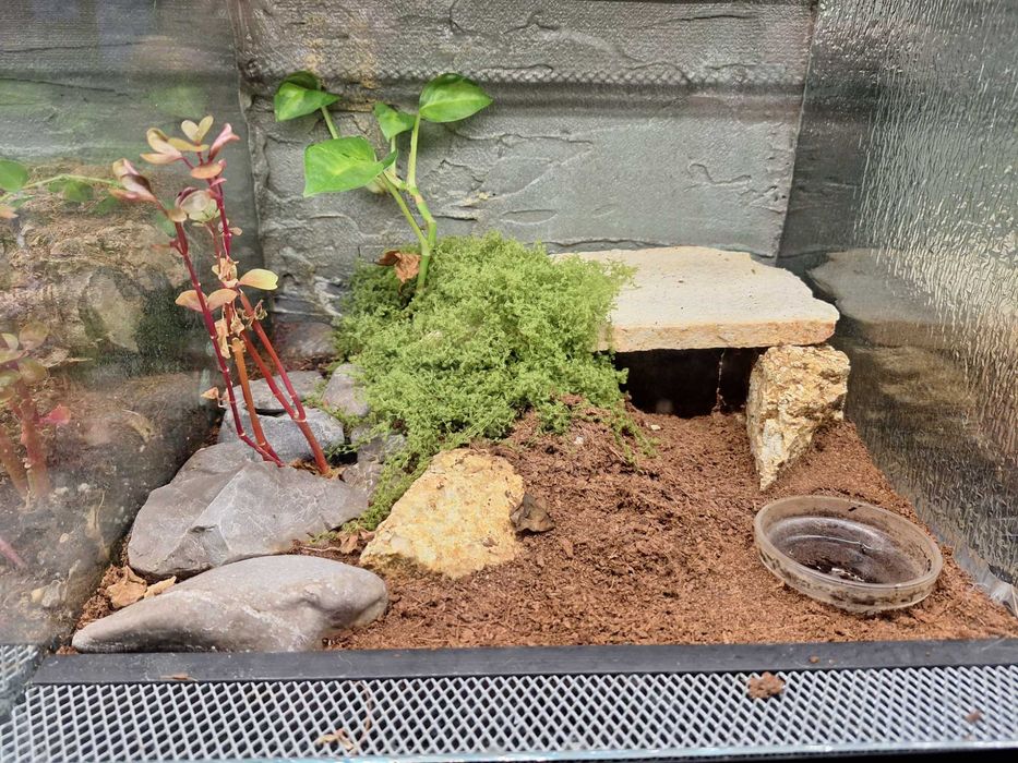 Terrarium szklane dla pająków, gadów / podana cena za 1szt