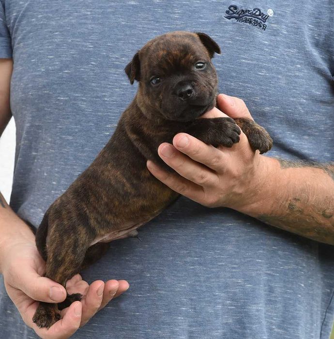 Staffordshire bull terrier, Staffik ZKwP / FCI