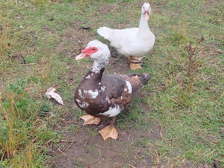 Kaczki , kaczory francuskie piżmowe