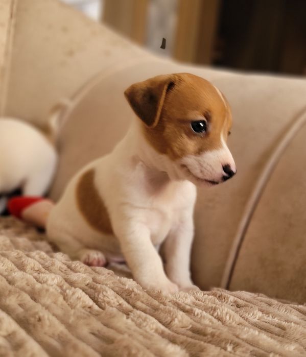 Jack Russell Terrier Piękny Szczeniak Zaprasza