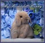 Piękny Młody Królik Mini Lop - Bkue Tort