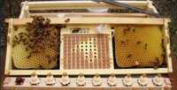 Сот Нікот. Система виведення маток бджіл Нікот для пасеки