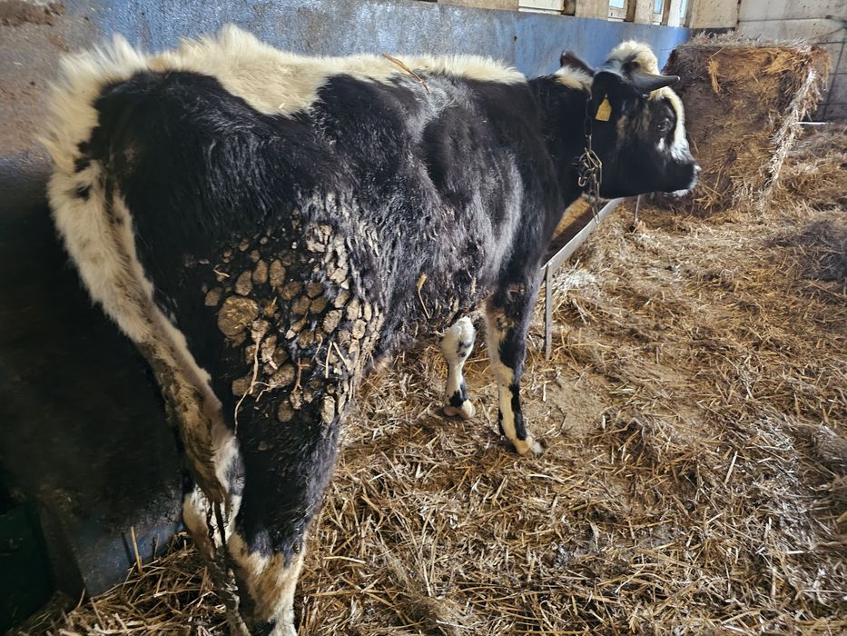 Sprzedam 2 byki roczne białogrzbiety