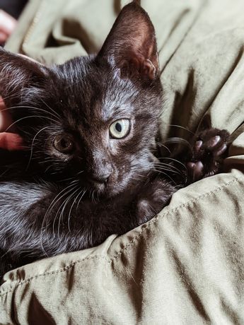 Черные котята бесплатно в хорошие руки.черный котенок