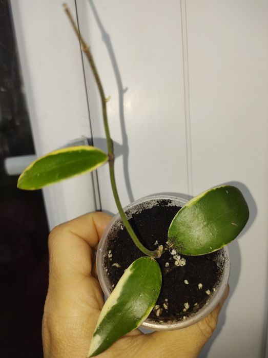 Хойя обовата суперспл,стардаст,bahoi,kalimantan,flores island gunung