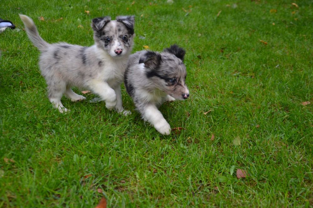 Border Collie suczka