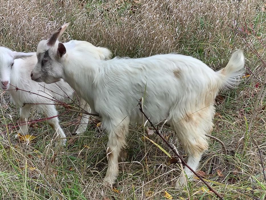Козел (Цап) 6 місяців