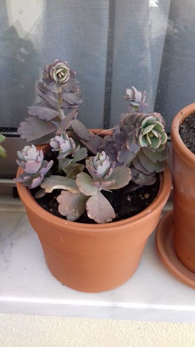 Planta suculenta, Kalanchoe Fedtschenkoi (calanchoê-fantasma)