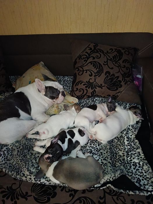 Вязка. Случка. Французский бульдог