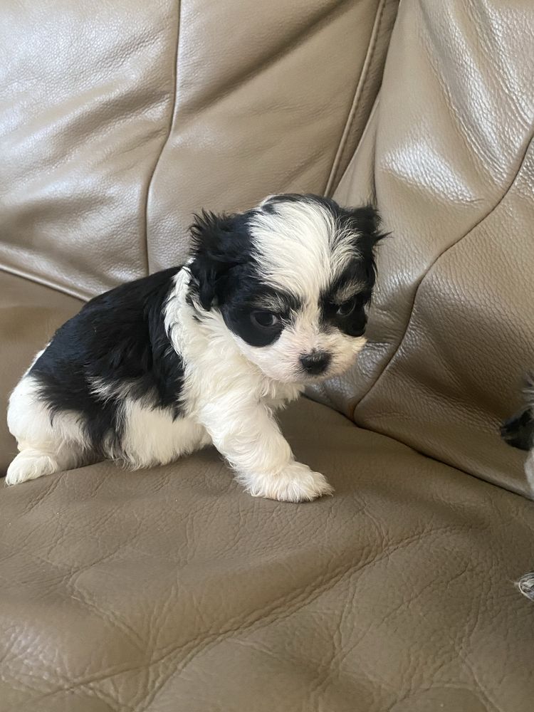 Wesolutka Chihuahua