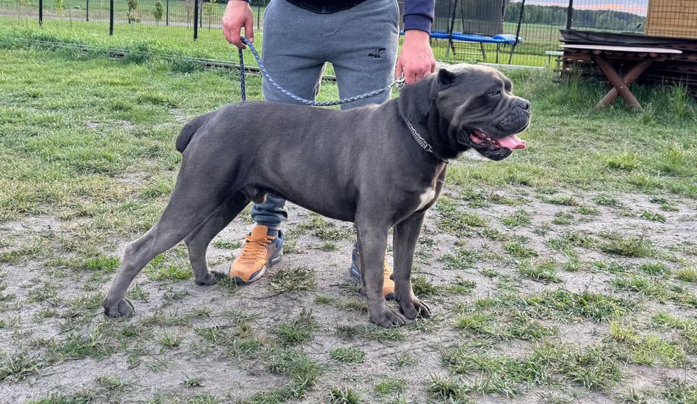Szczeniak Cane Corso