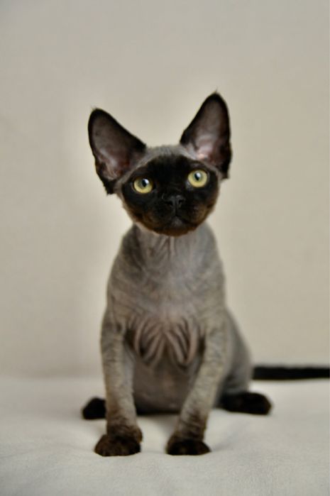 Чорний хлопчик девон рекс