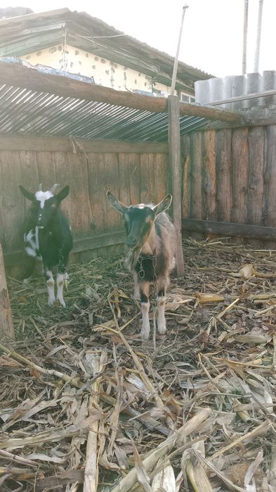 Продам молодых коз