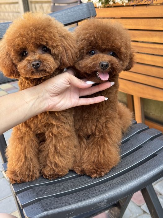 Той пудель китай