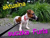 Piękna !!! GŁADKOWŁOSA Jack Russell krótkie nóżki RODZICE W HODOWLI