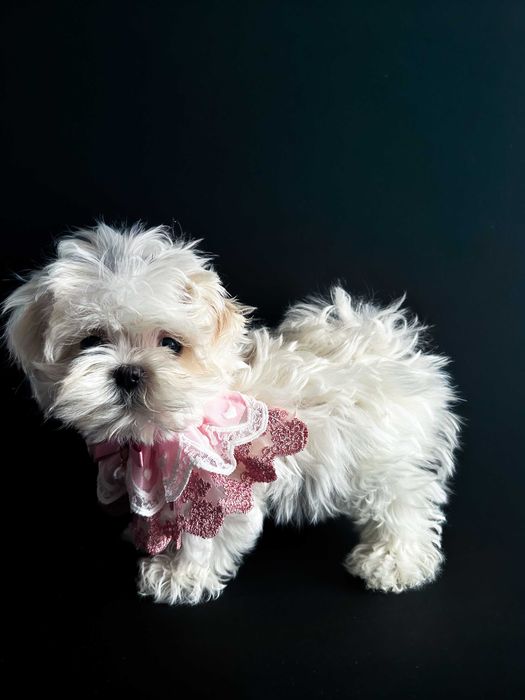 malutki maltańczyk, suczka, Korea, ZKwP/FCI