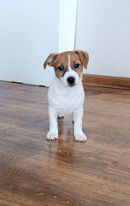 Jack Russell terrier suczka