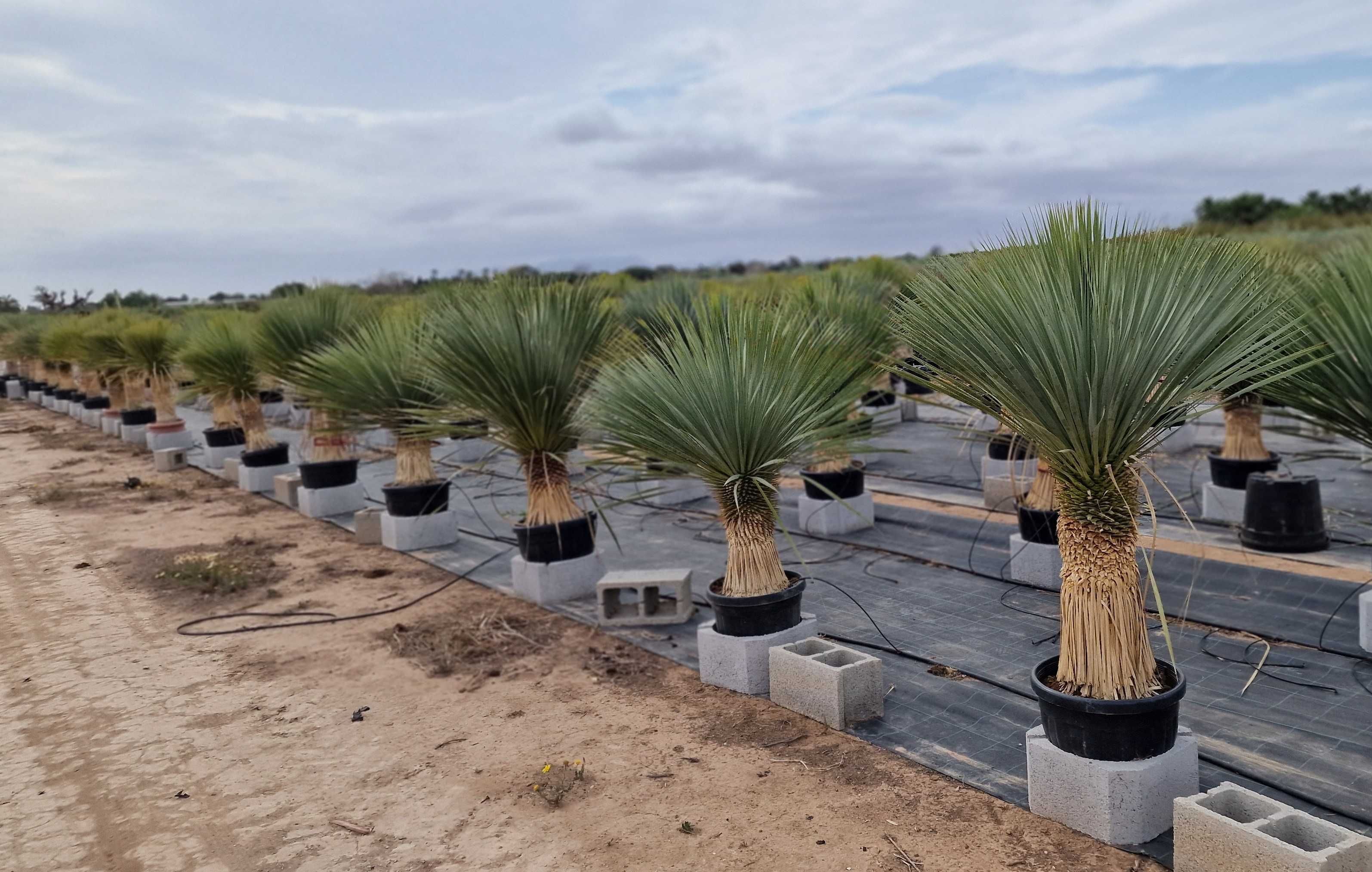 Mrozoodporna Yucca Rostrata