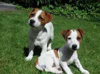 Jack Russell Terrier piesek z prawej od # S M A R T I E * J A C K S #