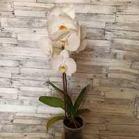 Вазон фаленопсис орхідея біла