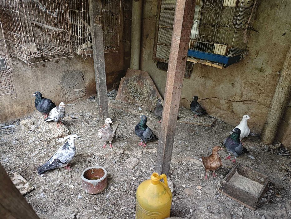 Tenho pombos criados em cativeiro vendo!