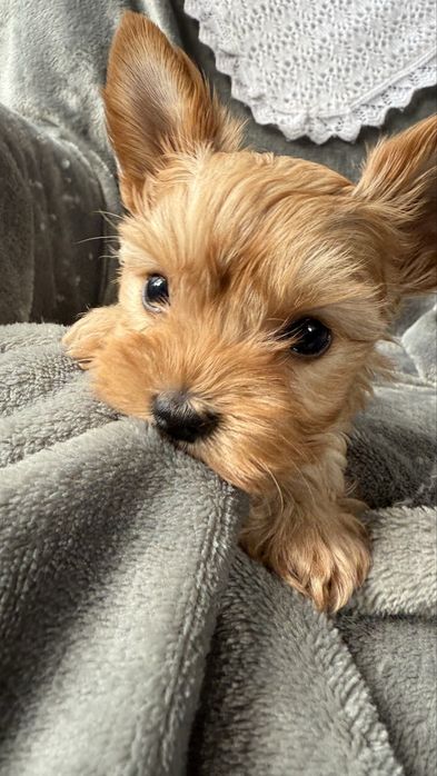 Yorkshire Terrier Golddust - sunia