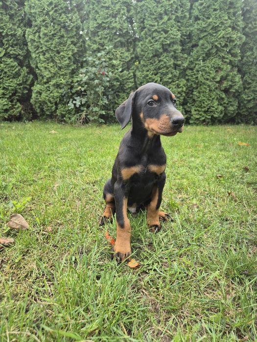 Doberman europejski Chłopak