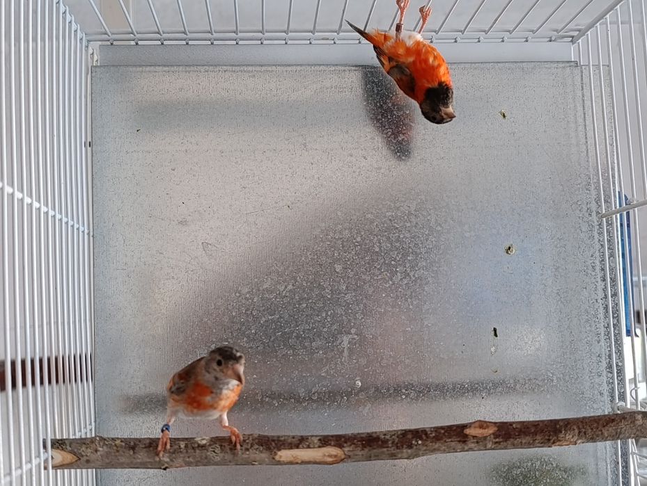 Cedência de cardinalitos