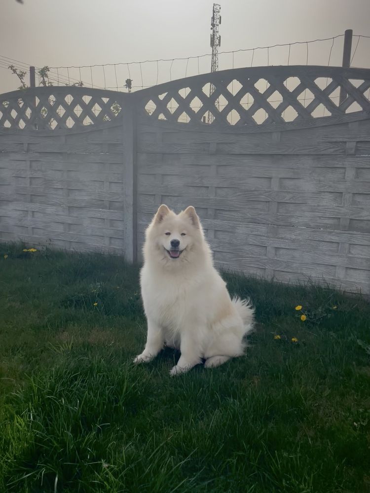 Samoyed szczenię/miot połowa maja