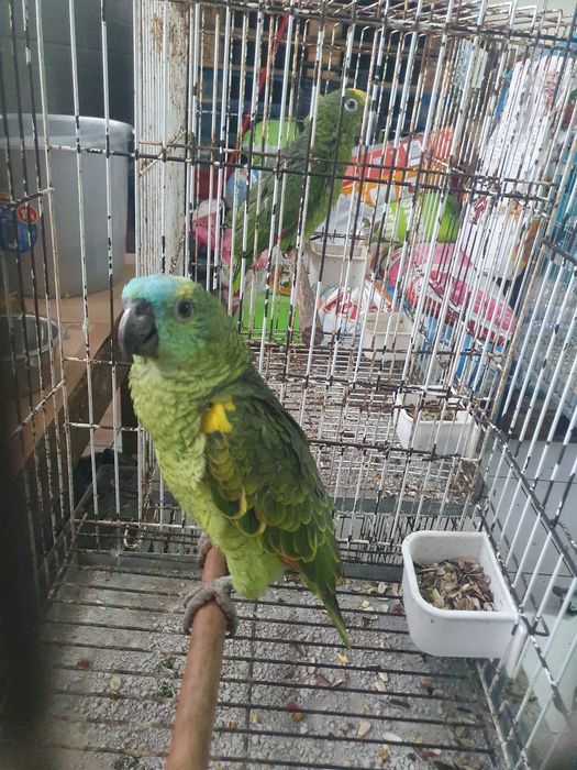 Papagaio amazonas chantoperix femia 2025