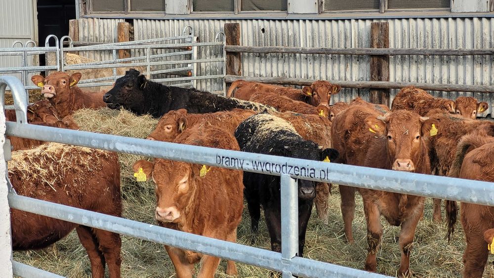 Panele wygrodzeniowe płoty wygrodzenia dla bydła miesnego