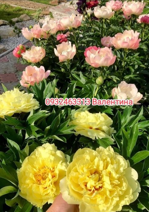Пионы півонія Сара Бернард саженцы пионы піони саджанці сортові