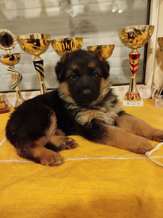 Цуценята німецької вівчарки