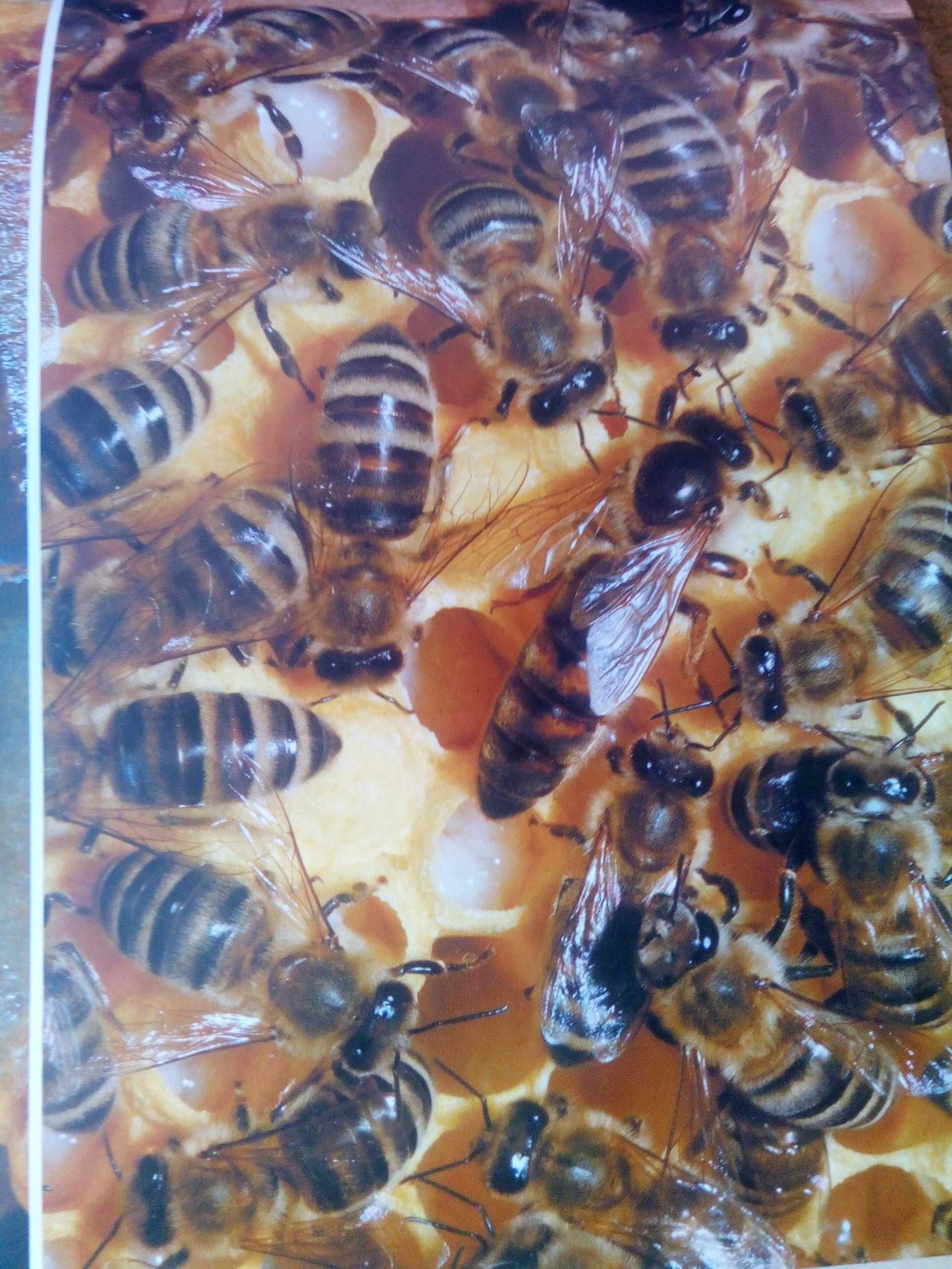Продам бджоли бджолопакети сімйі вулики