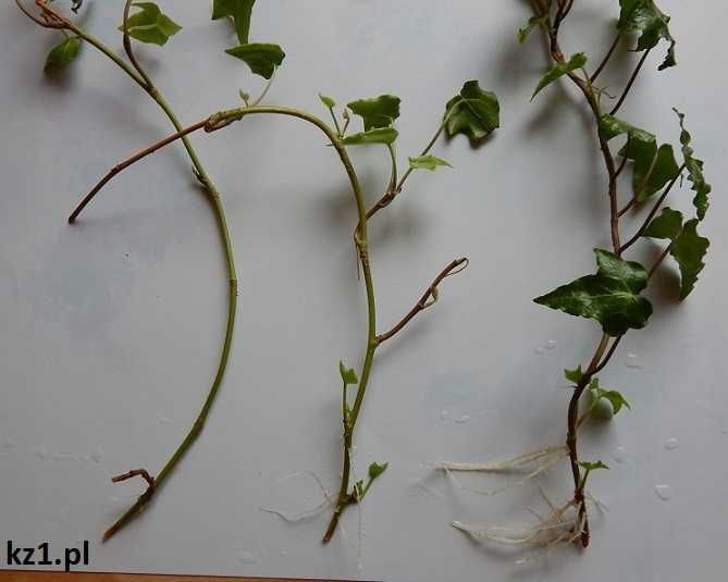 BLUSZCZ POSPOLITY SADZONKI 50 cm 2 sztuki za 1 zł na ŻYWOPŁOT ściany