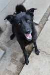 088435 Mamba do adopcji