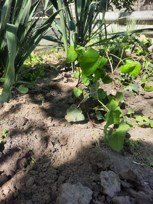 Плющ     уличный