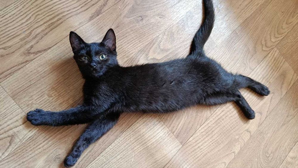 Кошеня -компаньйон Макс, 4,5 міс. Київ шукає родину