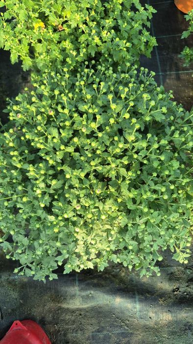 Мультифлора хризантема кущики